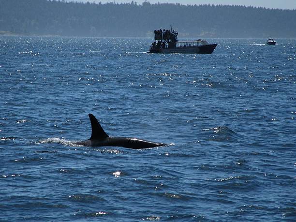 istock Single Orca Whale in the Puget Sound 478759624