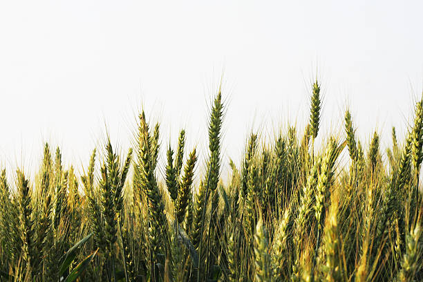 пшеница укороченный изолированные - composition selective focus wheat field стоковые фото и изображения