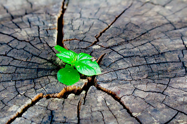 istock strong seedling growing in the center trunk tree 478760536
