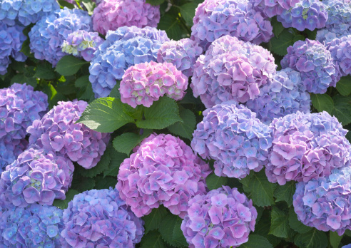 Pale blue and mauve hidrangeas in the sunlight.