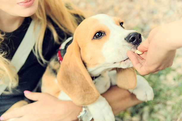 istock beagle puppy eating from hand in woman's arms 478764749