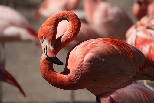 Caribbean flamingo (Phoenicopterus ruber), also known as the American flamingo. Wildlife animal.