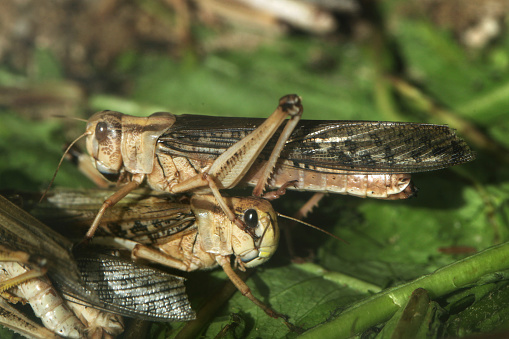 Desert locust (Schistocerca gregaria). Wildlife animals.