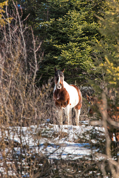 istock Horse in snow covered ground. 478766047