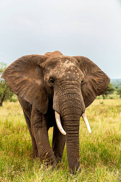 istock African Elephant in Tanzania 478766071