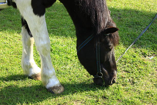 istock rural horse grazing on the pasture 478766720