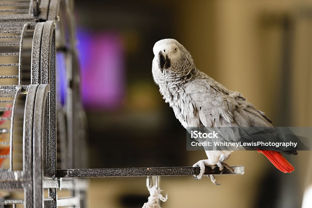 Perroquet gris d'Afrique - Photo de Perroquet Jaco libre de droits