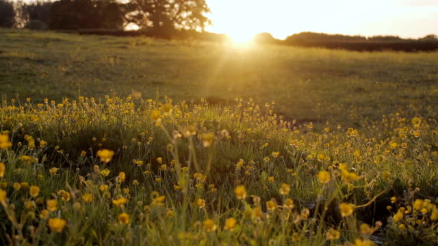 Pretty Buttercup Meadow At Sunset