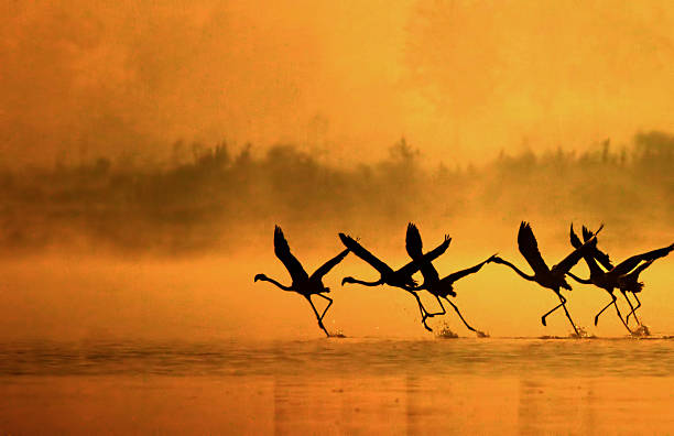 Colors of nature Greater flamingoes running in the fog at sunrise time.golden colors and birds in silhoute. landscape fog africa beauty in nature stock pictures, royalty-free photos & images