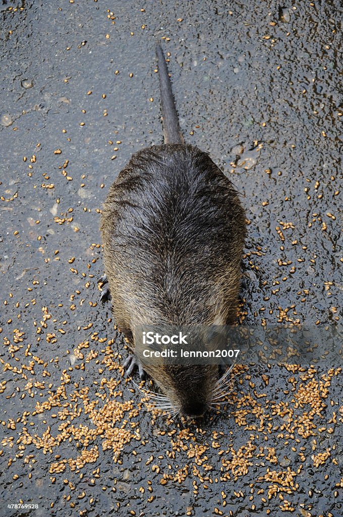 nutria Image of a coy 2015 Stock Photo