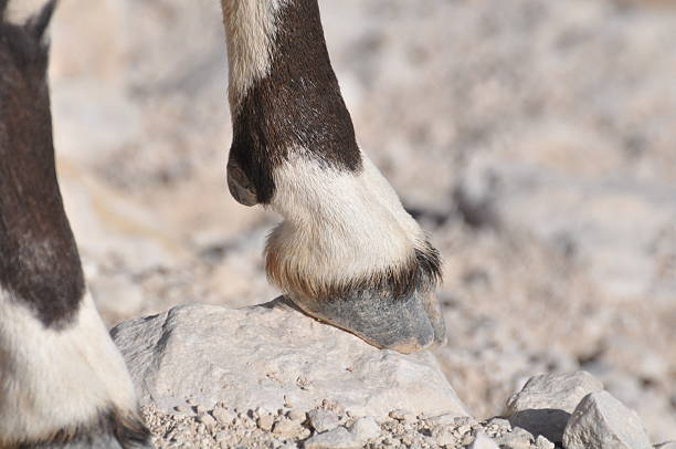 istock Nubian Ibex Feet (Male) 478769535