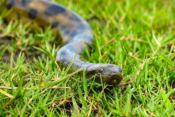 Photo of Green anaconda (Eunectes murinus)