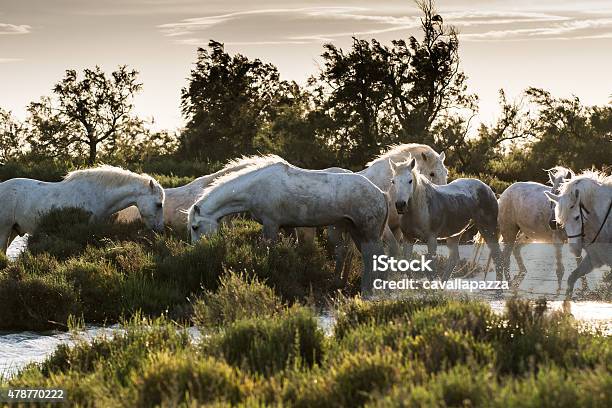 White Horses Of Camargue France Stock Photo - Download Image Now - Camargue, France, National Park