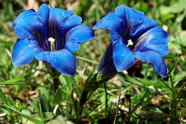 Blue blooming gentian in Alpes Blue blooming gentian in Alpes enzian stock pictures, royalty-free photos & images