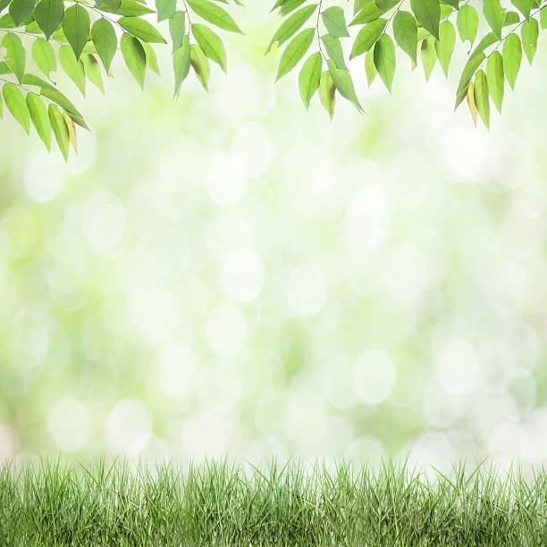 istock fresh green leaves  natural green background 478770590