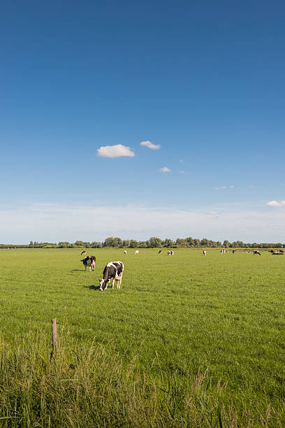 istock Quietly grazing cows on a sunny spring day 478773230