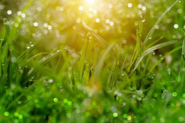 Grass and dew in the garden.