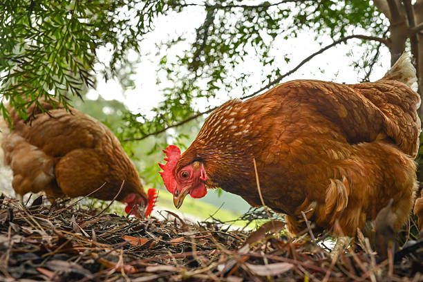 Happy free range chickens stock photo