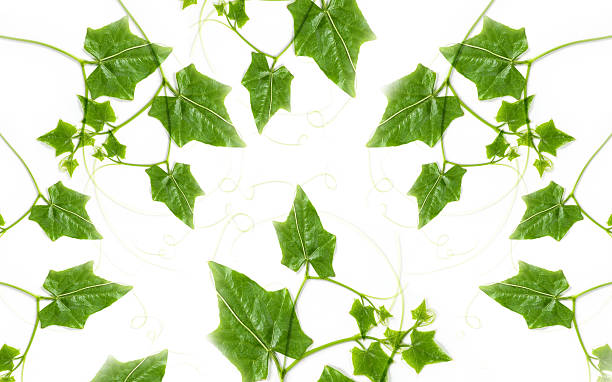 casco di ivy zucca legenaria foglie su sfondo bianco - merleton foto e immagini stock