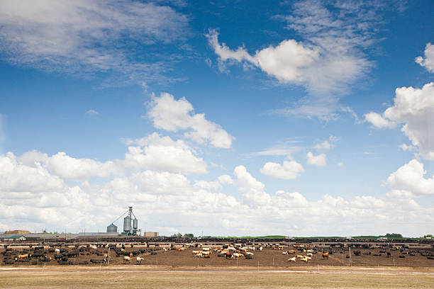 it is Grassland, blue sky and cows