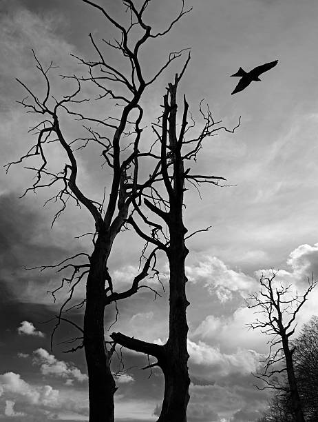 istock Flight of the Falcon over  dry tree 478774744