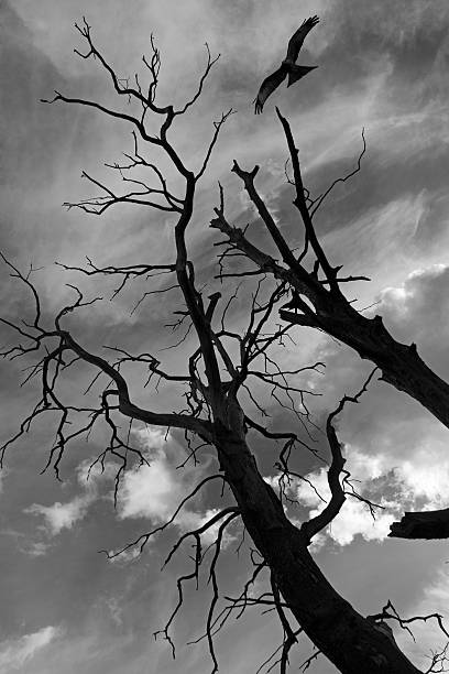 istock Flight of the Falcon over a dry tree 478774750