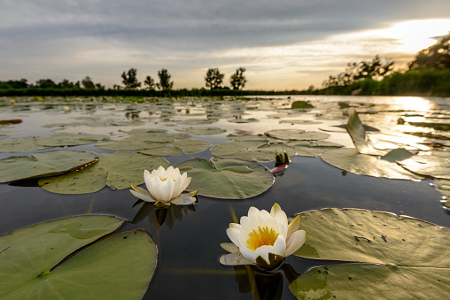 Two blossoming white water lily flowers in a sunset over the Weerribben-Wieden nature reserve in Overijssel, The Netherlands. Close up image with a wide angle.