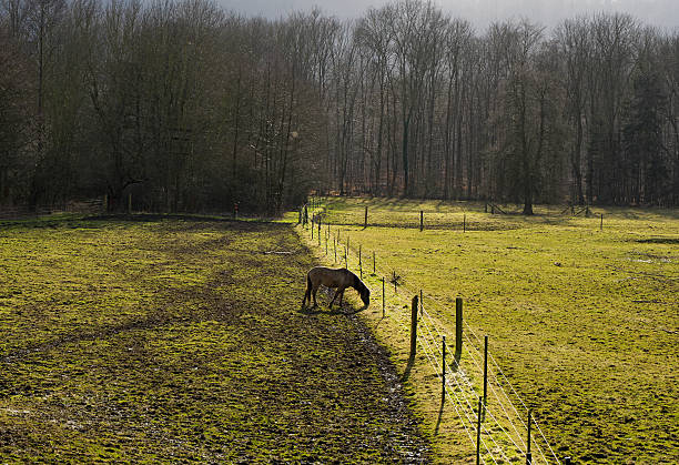Chestnut horse eating grass in the forest