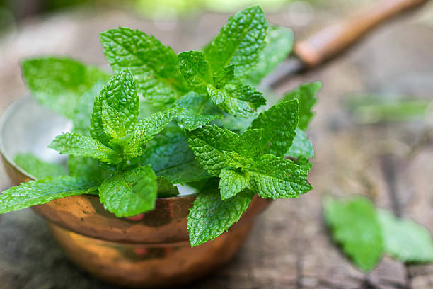 Fresh mint on a wooden table Fresh mint on a wooden table. The rustic style. Selective focus spearmint stock pictures, royalty-free photos & images