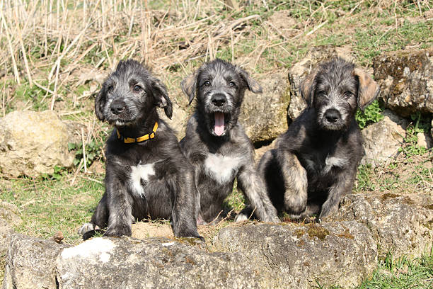 Three Irish Wolfhounds in the garden stock photo