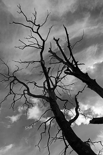 istock Old dried trees against  dark dramatic sky 478776004