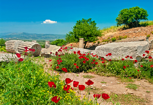 pieces of ancient marble greek columns in Ephesus with blooming poppy flowers, Turkey