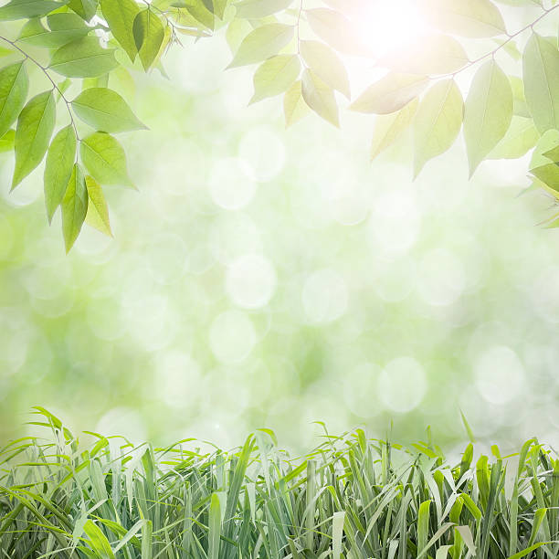 istock fresh green leaves  natural green background 478776674