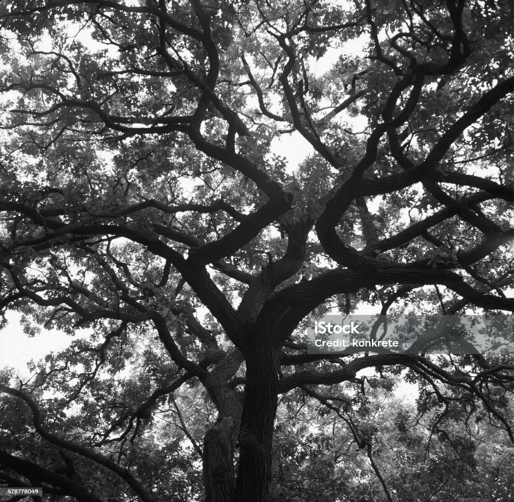 Mighty Oak I love oak trees.  And this one is absolutely fantastic...just a huge, beautiful tree.  The medium format comes close to doing it justice.  Yashica Mat 124G. Branch - Plant Part Stock Photo