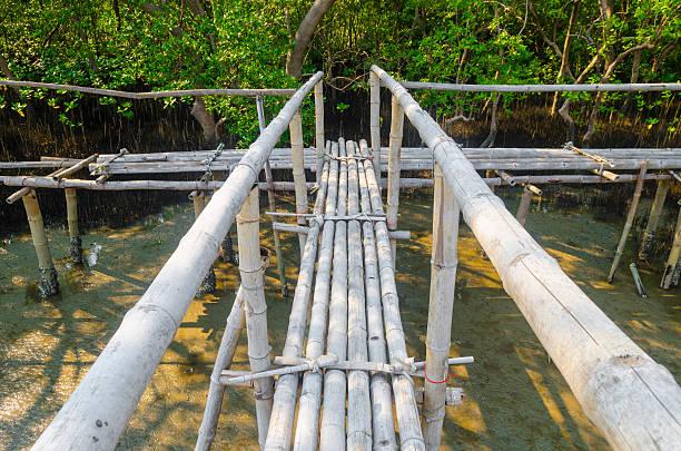 istock Wood path way among the Mangrove forest, Thailand 478778573