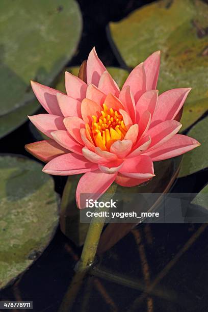 Lírio De Águaderosa De Cor Rosa Nymphaea Pubescens Lótus - Fotografias de stock e mais imagens de Cor de rosa