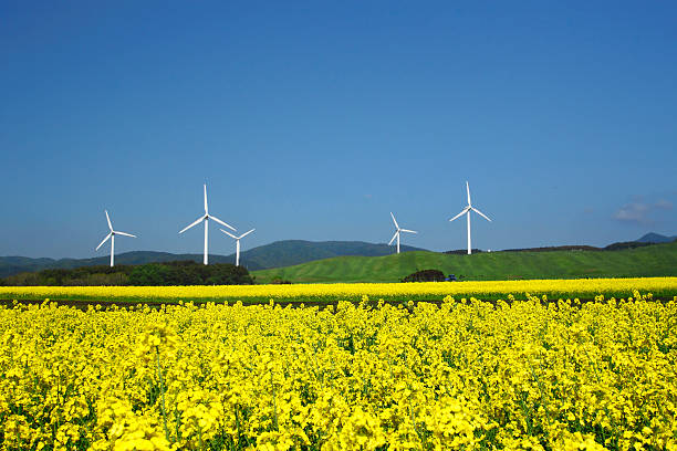 windenergie und rapeseed - präfektur aomori stock-fotos und bilder