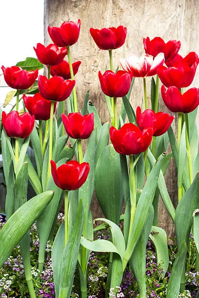 Red Tulip Flowers