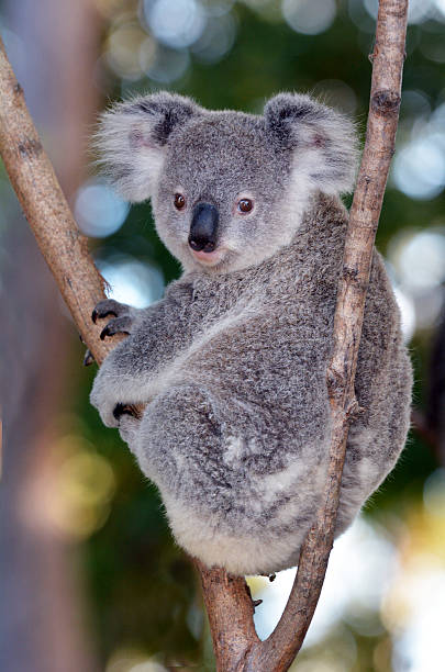 istock Baby Cube Koala - Joey 478779830