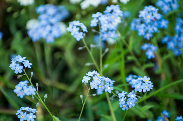 Germander Speedwell stock photo