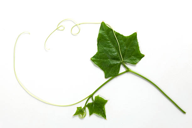 casco di ivy zucca legenaria foglie, isolato su sfondo bianco - merleton foto e immagini stock