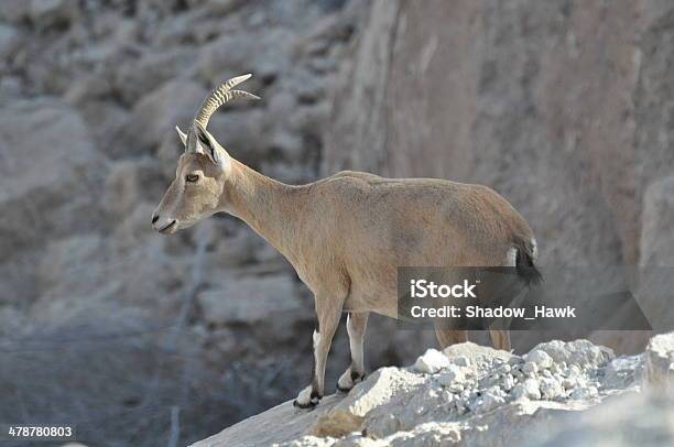 Foto de Nubian Cabra e mais fotos de stock de Cabrito Montês - Cabra - Cabrito Montês - Cabra, Animal selvagem, Cabra Selvagem