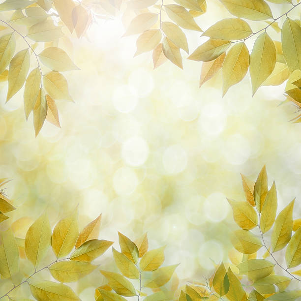 istock fresh green leaves  natural green background 478780888