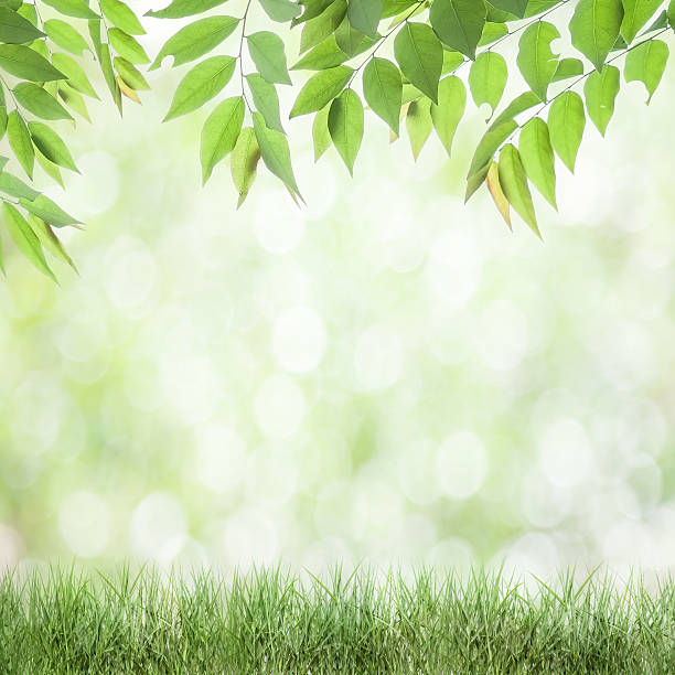 istock fresh green leaves  natural green background 478780890