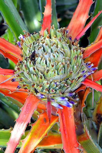 bromelia pinguin flor - cactus flower single flower bromeliad - fotografias e filmes do acervo