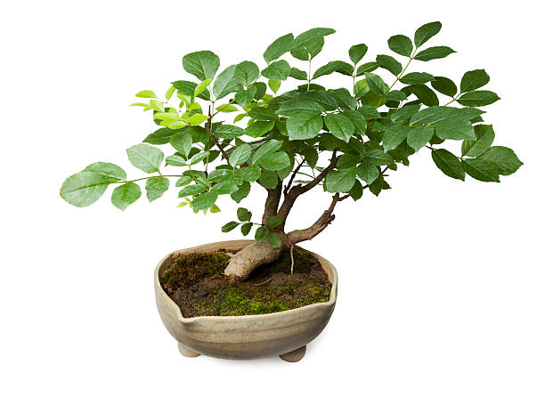 Bonsai Bonsai isolated on white background with clipping path chinese banyan bonsai stock pictures, royalty-free photos & images