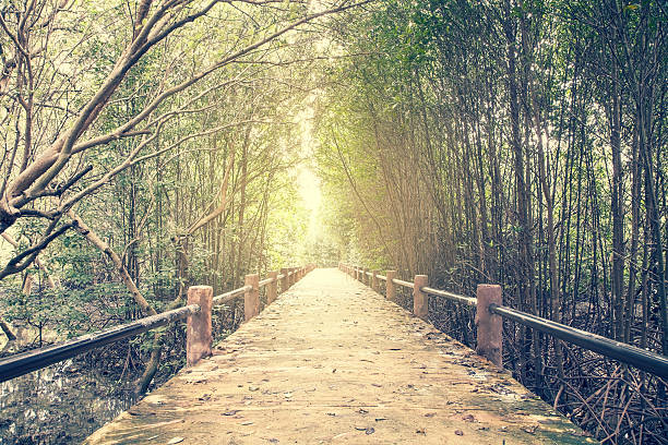 istock Bridge  in the forest  in mangrove forest 478781392