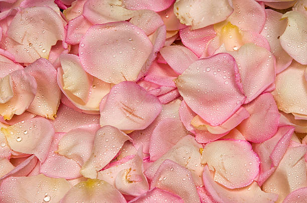 istock Pink rose petal background 478781566