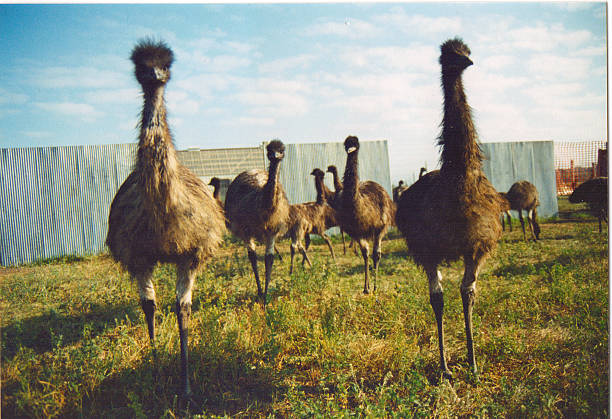 Curious Emu. stock photo