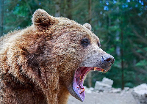 Brown bear with open mouth portrait in Carpathian mountains, Ukraine